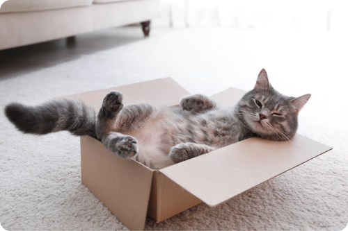 Sleepy cat in a box