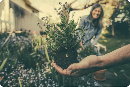 Planting